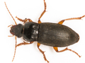 Harpalus rufipes